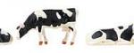 Faller Vaches, frisonnes pies noires